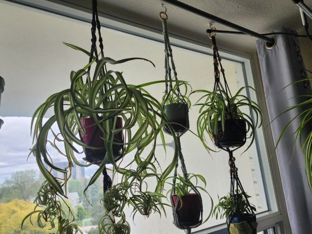 Single plant Macramé hanger
